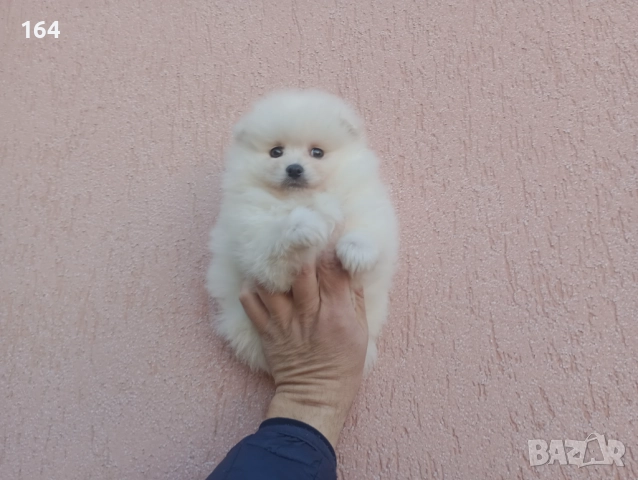 Мъжки Померан. Реални снимки от 26.12.25 г., снимка 3 - Померан - 52809054