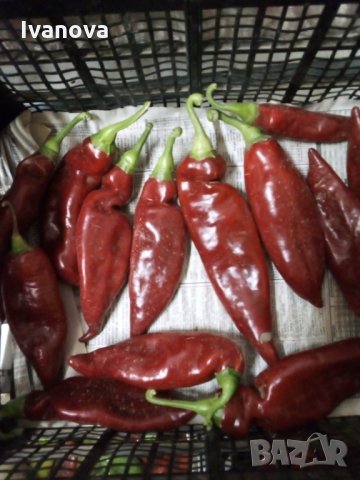 Предлагам всички видове разсад  , снимка 7 - Сортови семена и луковици - 28091631