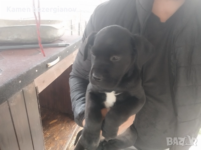 Кане Корсо Смолян , снимка 7 - Кане корсо - 52457720