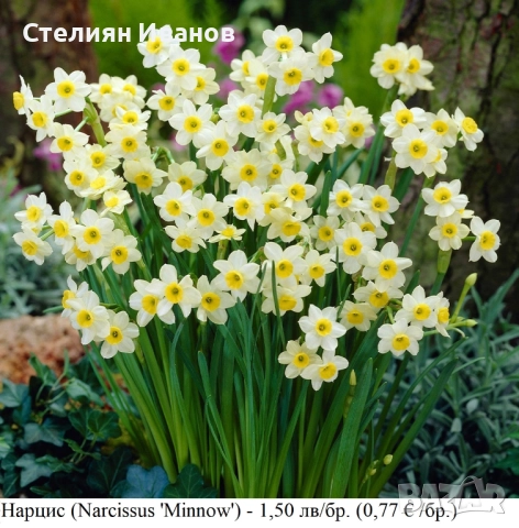 Нарцис (Narcissus 'Minnow') - луковици