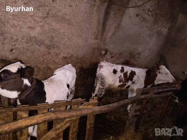 Свободно две мъжки телета на 5 и 3 месеца, снимка 3 - Други - 53512359