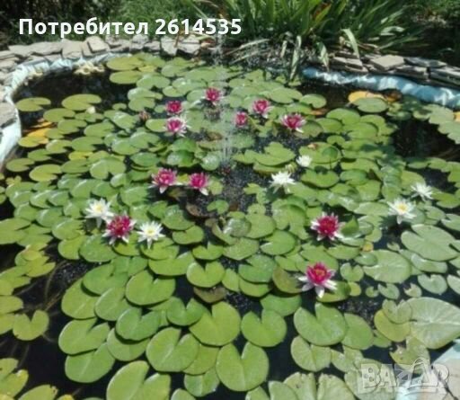Водна Лилия, снимка 1 - Градински цветя и растения - 28315523