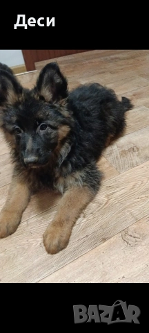 немска овчарка 