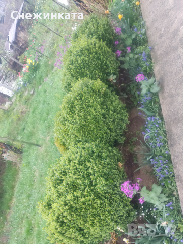 Продавам различни чемшири, снимка 8 - Градински цветя и растения - 36541426