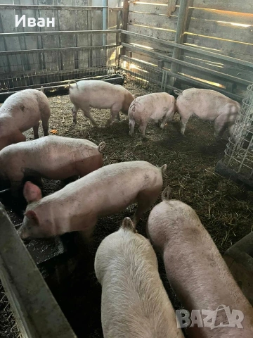 малки прасенца, снимка 4 - Прасета - 50174072