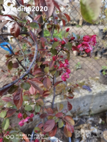 Декоративна червена ябълка Малус, снимка 8 - Разсади - 50369119