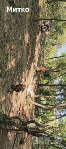 ПОСЛЕДНИ бройки разплодни пуешки яйца , снимка 3 - Кокошки и пуйки - 50600575