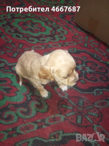 Продавам кокер шпаньол, снимка 7 - Кокер шпаньол - 52640671