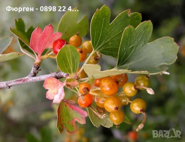 Касис - Разсад , снимка 5 - Разсади - 37551919