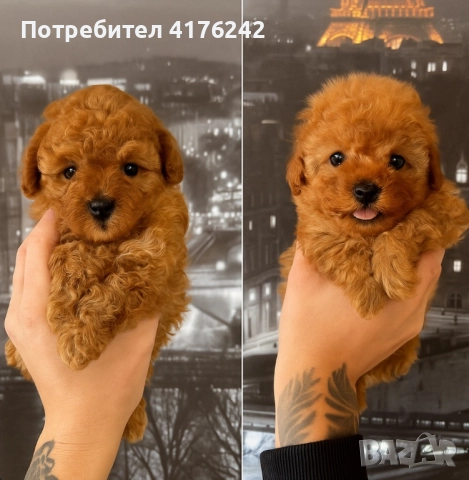 Пудел,той,момченце