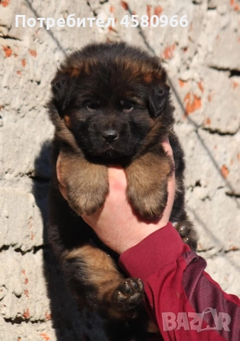 Елитни Немски Овчарки , снимка 2 - Немска овчарка - 52130503