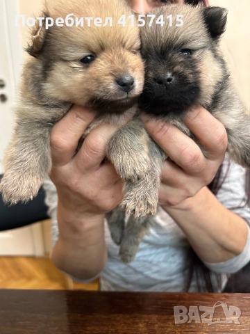 Померан спиц