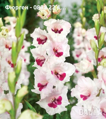 🌸 Луковици Гладиоли (Gladiolus), снимка 12 - Разсади - 53145212