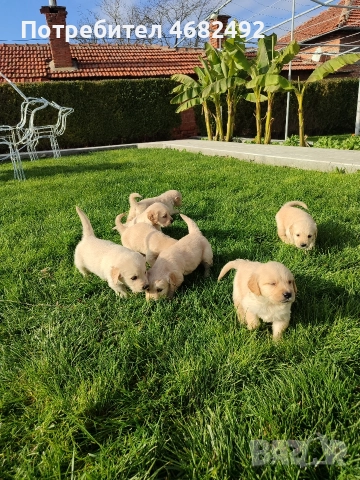 Голдън ретривър , снимка 9 - Голдън ретривър - 52794312