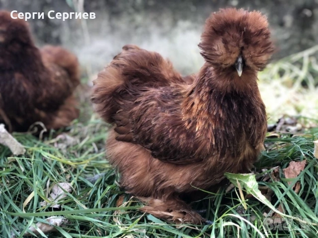Sergiev Farm - предлага различни породи кокошки , снимка 3 - Кокошки и пуйки - 53530407