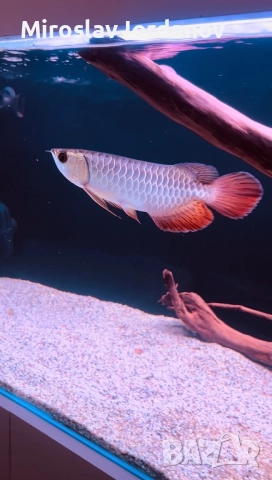 Arowana golden crossback, снимка 2 - Рибки - 52626062