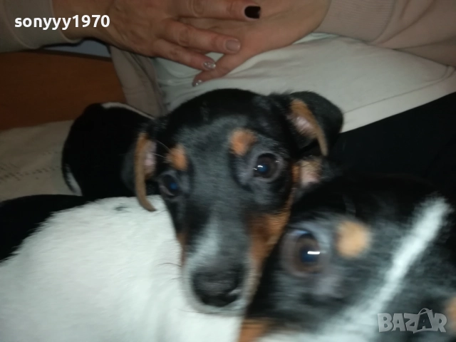 бебе джак-женско 2810251642, снимка 6 - Джак ръсел териер - 52213728