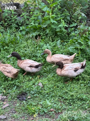 Каки кембъл , снимка 5 - Патици и гъски - 51004337