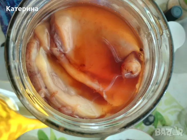 Кафе комбуча гъба SCOBY - 3-4 гъби, снимка 3 - Домашни напитки - 48718265