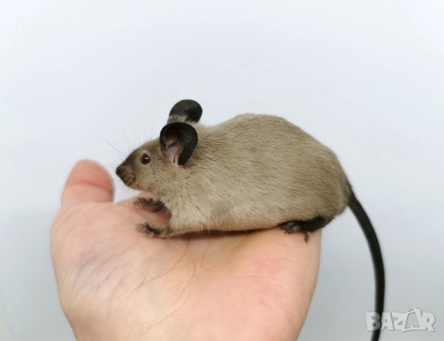 Сиамски мишки Siamese Sable , снимка 7 - Други - 43391311