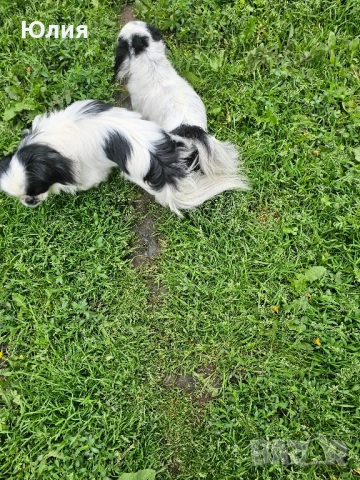 Японски хин, снимка 3 - Други - 52506196