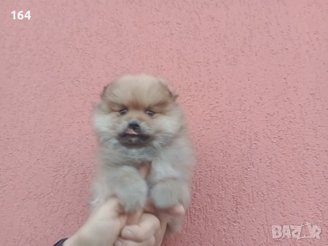 Мъжки Померан. Реални снимки от 20.01.26 г. , снимка 2 - Померан - 53111472