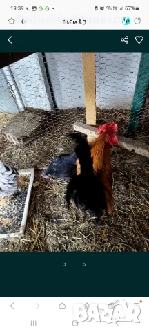 Свободни Млади Петлета от породата ШАБО,люпени са май месец , снимка 8 - Кокошки и пуйки - 48833004