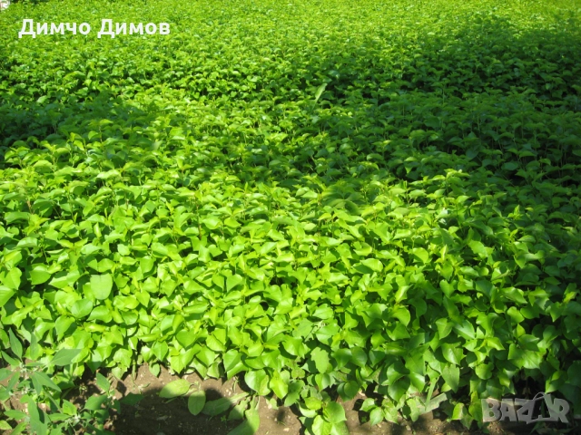 Продавам подложки махалебка и джанка, снимка 11 - Сортови семена и луковици - 52732245