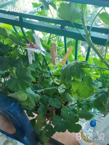 Мушкато,големи,отгледани ОСТАНАЛИ 9бр.ДОГОВАРЯНЕ., снимка 11 - Стайни растения - 51304792