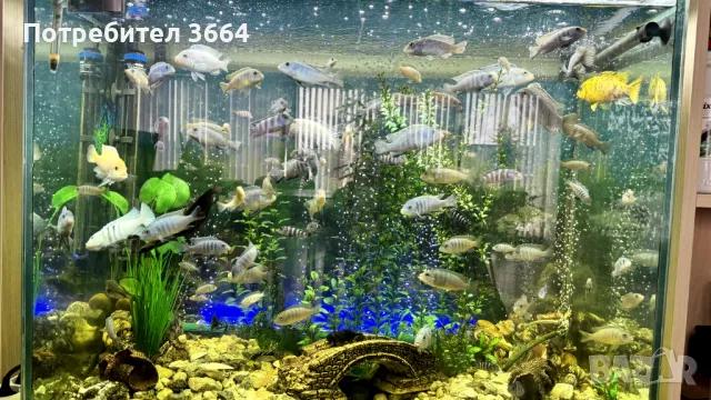 АКВАРИУМ - 180 литра напълно оборудван заедно с рибките