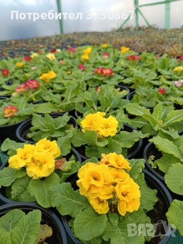 🌿💞🌸 Кичеста иглика, тип розичка, снимка 13 - Градински цветя и растения - 53068918