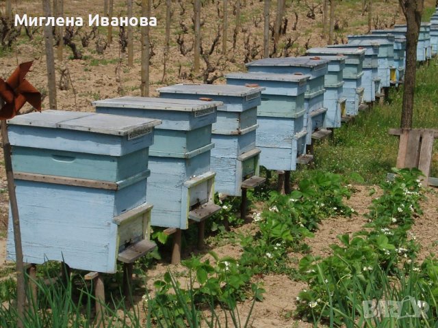 Бурканчета с мед 25, 40 и 50 мл, снимка 5 - Пчелни продукти - 39991688
