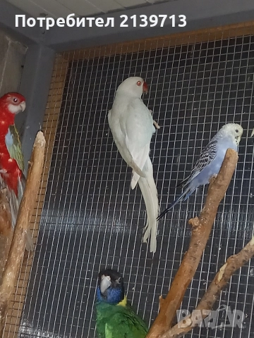 Продавам папагал пенантова розела, снимка 6 - Папагали - 51671575