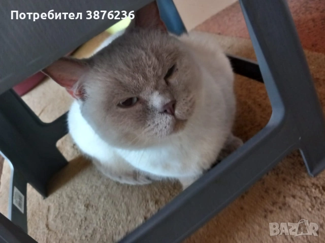 Британска късокосместа , снимка 8 - Британска късокосместа - 53313048