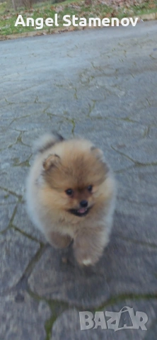 Померан,минимомченце с родословие!, снимка 2 - Померан - 53208731