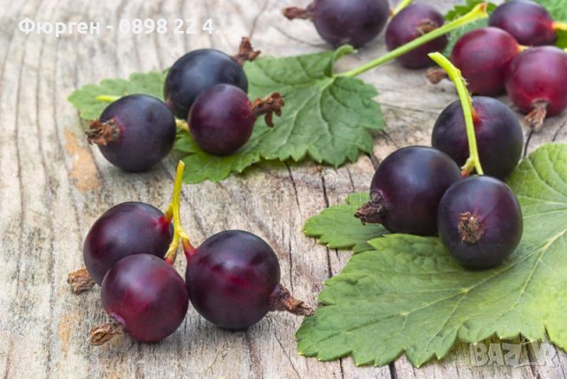 Йоща - Хибрид между касис  и цариградското грозде