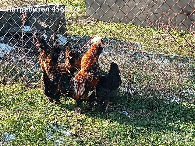 Яйца, снимка 3 - други­ - 53085326