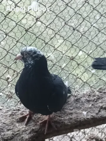 пазарджишки високолетци , снимка 9 - Гълъби - 46485896