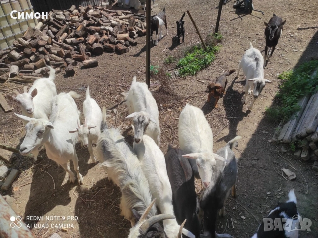 Ярета, кози и пръчове, снимка 3 - Кози - 52616961