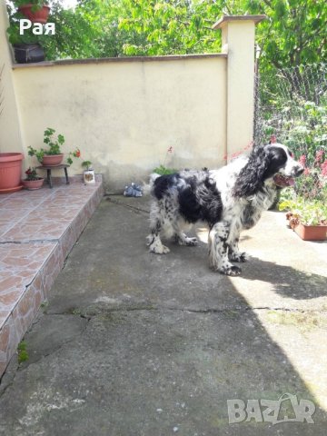 Спрингер Шпаньол, снимка 4 - Шпаньоли - 40821293