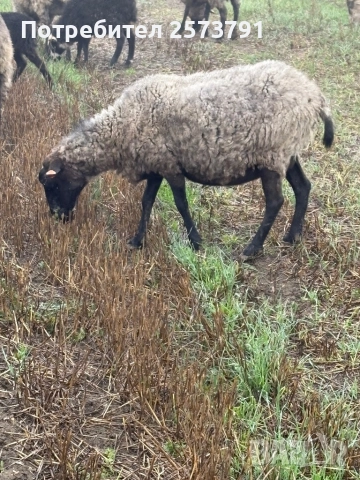 Романовски овце и агнета за клане и разплод., снимка 8 - Овце - 50713280
