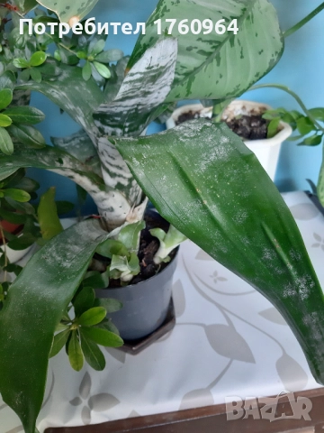 Фикус "Бенжамин",Аглаонема силвер,, снимка 4 - Стайни растения - 42361923