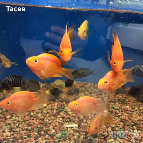 Червен папагал 7см