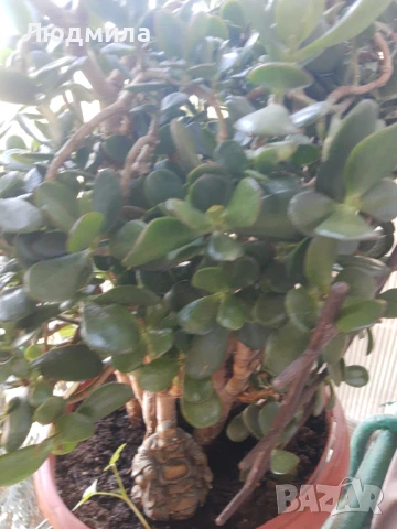 Дървото на живота,голямо,многогодишно,много богато,отлично, снимка 5 - Стайни растения - 51305358