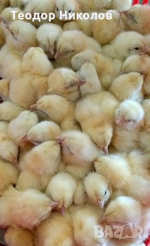 Фуражи за всички видове животни , домашни  любимци и гълъби, снимка 5 - За селскостопански - 26000126