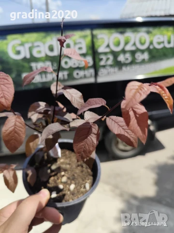 Червенолистна слива, снимка 4 - Разсади - 44452159