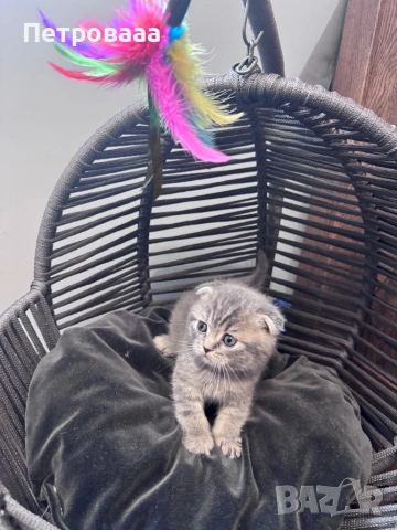 Британски / шотладски котенца , снимка 7 - Британска късокосместа - 53573132