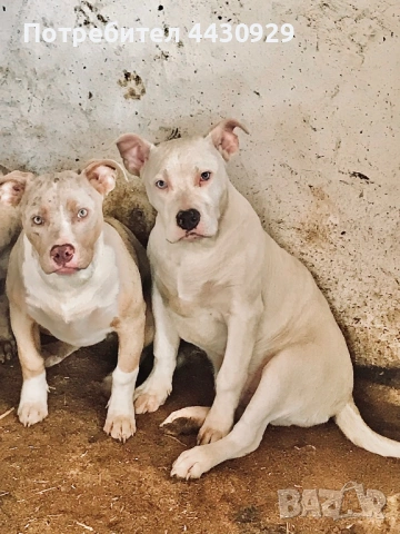American Bully XL, снимка 4 - Други - 53135049