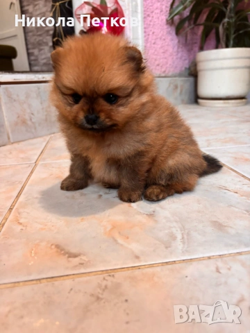 Померан мини 