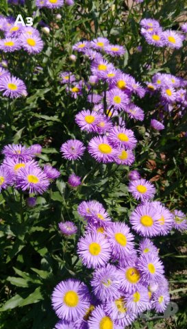 Продавам семена  на градинска синя Маргарита (реколта 2025 г), снимка 12 - Разсади - 37323278